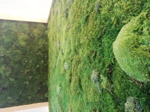 Tipo de musgos del Jardín Vertical de Vigo